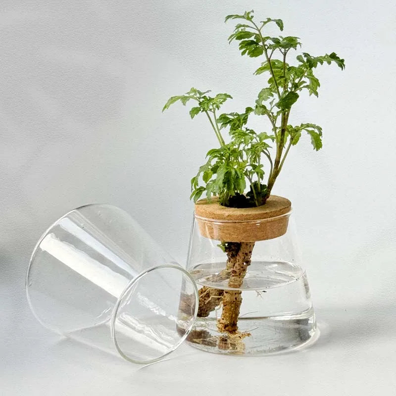 Hydroponic Plant Vase Set