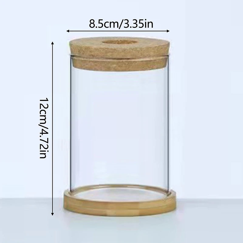 Mini Hydroponic Glass Vase