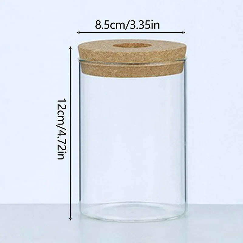 Mini Hydroponic Glass Vase