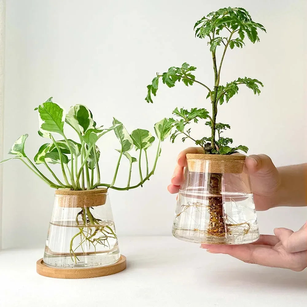 Hydroponic Plant Vase Set