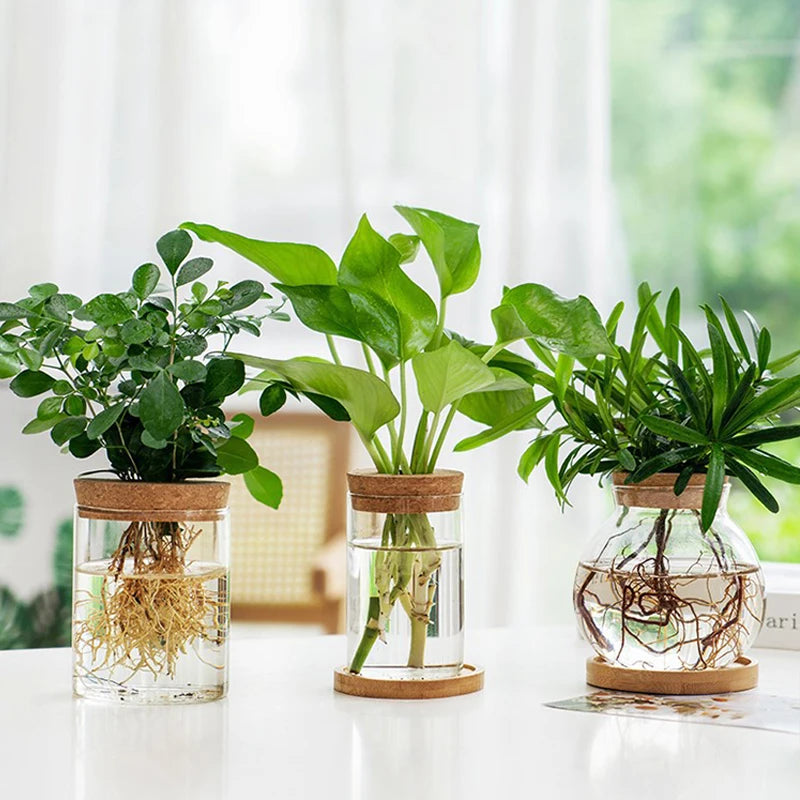 Mini Hydroponic Glass Vase