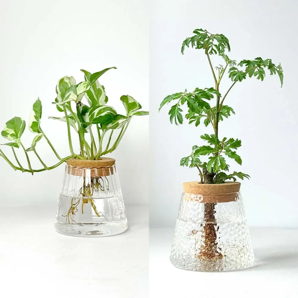 Hydroponic Plant Vase Set