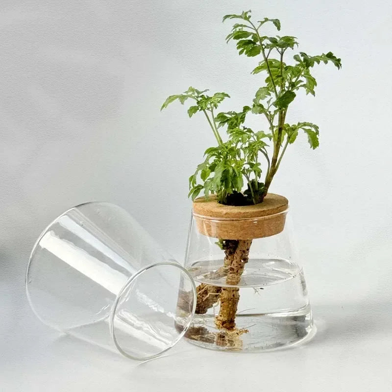 Hydroponic Plant Vase Set