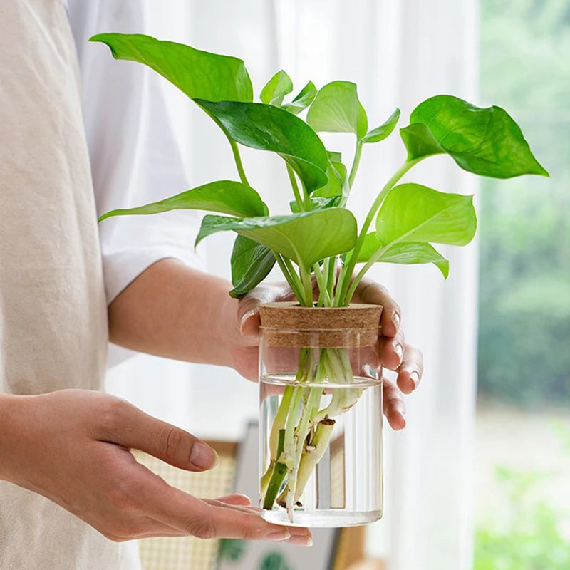 Mini Hydroponic Glass Vase