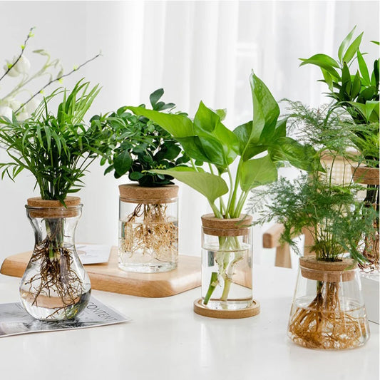 Mini Hydroponic Glass Vase