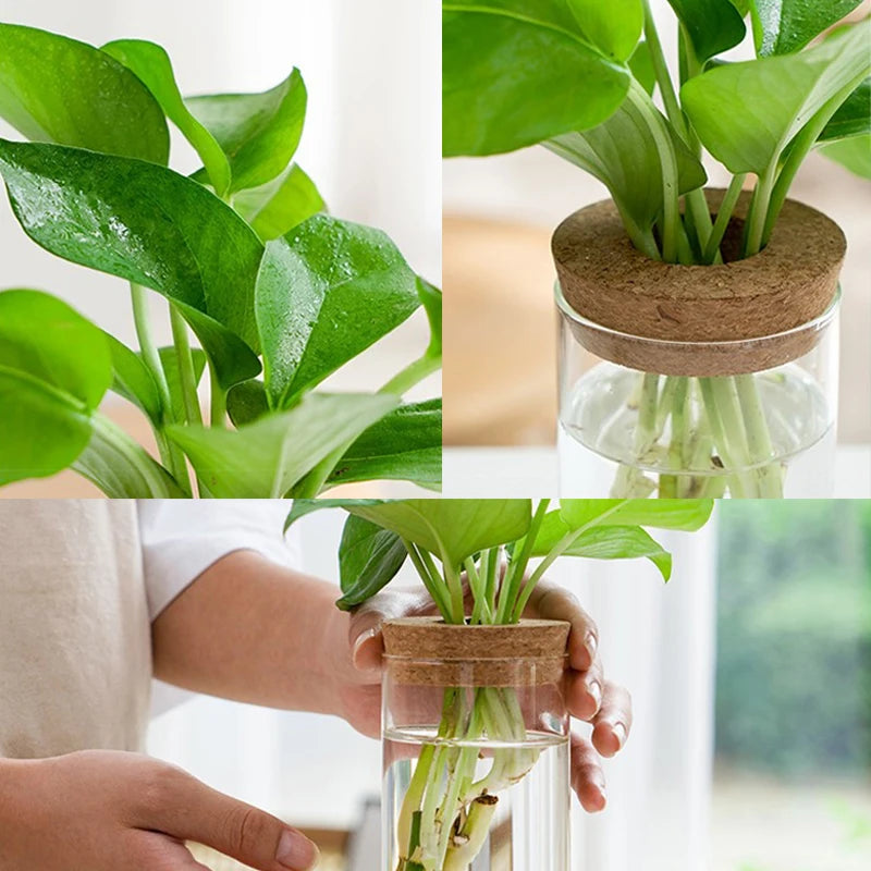 Mini Hydroponic Glass Vase